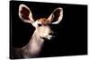 Safari Profile Collection - Antelope Impala Portrait Black Edition-Philippe Hugonnard-Stretched Canvas