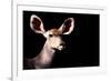 Safari Profile Collection - Antelope Impala Portrait Black Edition-Philippe Hugonnard-Framed Photographic Print