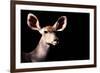 Safari Profile Collection - Antelope Impala Portrait Black Edition-Philippe Hugonnard-Framed Photographic Print