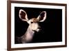 Safari Profile Collection - Antelope Impala Portrait Black Edition-Philippe Hugonnard-Framed Photographic Print