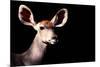 Safari Profile Collection - Antelope Impala Portrait Black Edition-Philippe Hugonnard-Mounted Photographic Print