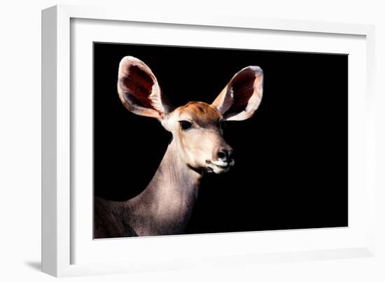 Safari Profile Collection - Antelope Impala Portrait Black Edition-Philippe Hugonnard-Framed Photographic Print