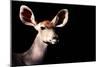 Safari Profile Collection - Antelope Impala Portrait Black Edition-Philippe Hugonnard-Mounted Photographic Print