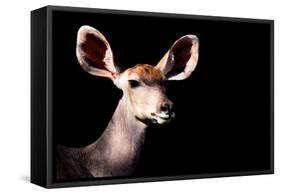 Safari Profile Collection - Antelope Impala Portrait Black Edition-Philippe Hugonnard-Framed Stretched Canvas