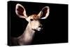 Safari Profile Collection - Antelope Impala Portrait Black Edition-Philippe Hugonnard-Stretched Canvas