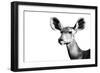 Safari Profile Collection - Antelope Impala Portrait White Edition II-Philippe Hugonnard-Framed Photographic Print