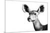 Safari Profile Collection - Antelope Impala Portrait White Edition II-Philippe Hugonnard-Mounted Photographic Print