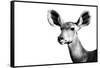 Safari Profile Collection - Antelope Impala Portrait White Edition II-Philippe Hugonnard-Framed Stretched Canvas