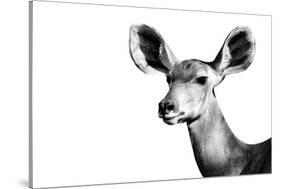 Safari Profile Collection - Antelope Impala Portrait White Edition II-Philippe Hugonnard-Stretched Canvas