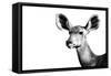 Safari Profile Collection - Antelope Impala Portrait White Edition II-Philippe Hugonnard-Framed Stretched Canvas