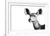 Safari Profile Collection - Antelope Impala Portrait White Edition II-Philippe Hugonnard-Framed Photographic Print