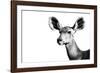 Safari Profile Collection - Antelope Impala Portrait White Edition II-Philippe Hugonnard-Framed Photographic Print