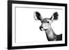 Safari Profile Collection - Antelope Impala Portrait White Edition II-Philippe Hugonnard-Framed Photographic Print