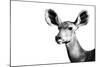 Safari Profile Collection - Antelope Impala Portrait White Edition II-Philippe Hugonnard-Mounted Photographic Print