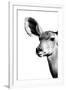 Safari Profile Collection - Antelope Impala Portrait White Edition IV-Philippe Hugonnard-Framed Photographic Print