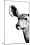 Safari Profile Collection - Antelope Impala Portrait White Edition IV-Philippe Hugonnard-Mounted Photographic Print