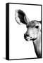 Safari Profile Collection - Antelope Impala Portrait White Edition IV-Philippe Hugonnard-Framed Stretched Canvas