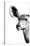 Safari Profile Collection - Antelope Impala Portrait White Edition IV-Philippe Hugonnard-Stretched Canvas