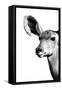 Safari Profile Collection - Antelope Impala Portrait White Edition IV-Philippe Hugonnard-Framed Stretched Canvas