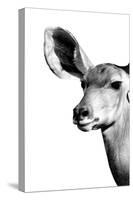 Safari Profile Collection - Antelope Impala Portrait White Edition IV-Philippe Hugonnard-Stretched Canvas