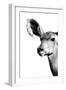 Safari Profile Collection - Antelope Impala Portrait White Edition IV-Philippe Hugonnard-Framed Photographic Print