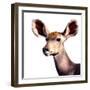 Safari Profile Collection - Antelope Impala Portrait White Edition V-Philippe Hugonnard-Framed Photographic Print