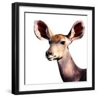 Safari Profile Collection - Antelope Impala Portrait White Edition V-Philippe Hugonnard-Framed Photographic Print