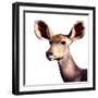 Safari Profile Collection - Antelope Impala Portrait White Edition V-Philippe Hugonnard-Framed Photographic Print