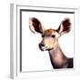 Safari Profile Collection - Antelope Impala Portrait White Edition V-Philippe Hugonnard-Framed Photographic Print