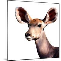 Safari Profile Collection - Antelope Impala Portrait White Edition V-Philippe Hugonnard-Mounted Photographic Print