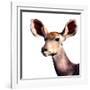 Safari Profile Collection - Antelope Impala Portrait White Edition V-Philippe Hugonnard-Framed Photographic Print