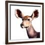 Safari Profile Collection - Antelope Impala Portrait White Edition V-Philippe Hugonnard-Framed Photographic Print