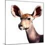 Safari Profile Collection - Antelope Impala Portrait White Edition V-Philippe Hugonnard-Mounted Photographic Print