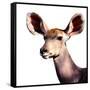 Safari Profile Collection - Antelope Impala Portrait White Edition V-Philippe Hugonnard-Framed Stretched Canvas