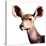 Safari Profile Collection - Antelope Impala Portrait White Edition V-Philippe Hugonnard-Stretched Canvas