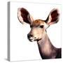 Safari Profile Collection - Antelope Impala Portrait White Edition V-Philippe Hugonnard-Stretched Canvas