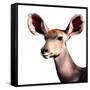 Safari Profile Collection - Antelope Impala Portrait White Edition V-Philippe Hugonnard-Framed Stretched Canvas