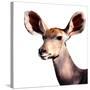 Safari Profile Collection - Antelope Impala Portrait White Edition V-Philippe Hugonnard-Stretched Canvas