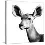 Safari Profile Collection - Antelope Impala Portrait White Edition VI-Philippe Hugonnard-Stretched Canvas