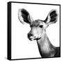 Safari Profile Collection - Antelope Impala Portrait White Edition VI-Philippe Hugonnard-Framed Stretched Canvas