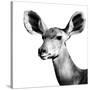 Safari Profile Collection - Antelope Impala Portrait White Edition VI-Philippe Hugonnard-Stretched Canvas