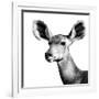 Safari Profile Collection - Antelope Impala Portrait White Edition VI-Philippe Hugonnard-Framed Photographic Print