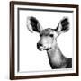 Safari Profile Collection - Antelope Impala Portrait White Edition VI-Philippe Hugonnard-Framed Photographic Print