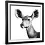 Safari Profile Collection - Antelope Impala Portrait White Edition VI-Philippe Hugonnard-Framed Photographic Print