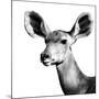 Safari Profile Collection - Antelope Impala Portrait White Edition VI-Philippe Hugonnard-Mounted Photographic Print