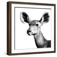 Safari Profile Collection - Antelope Impala Portrait White Edition VI-Philippe Hugonnard-Framed Photographic Print