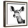 Safari Profile Collection - Antelope Impala Portrait White Edition VI-Philippe Hugonnard-Framed Photographic Print