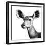 Safari Profile Collection - Antelope Impala Portrait White Edition VI-Philippe Hugonnard-Framed Photographic Print