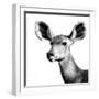 Safari Profile Collection - Antelope Impala Portrait White Edition VI-Philippe Hugonnard-Framed Photographic Print