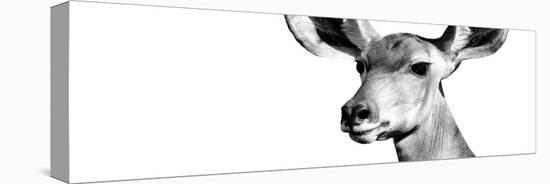 Safari Profile Collection - Antelope Impala Portrait White Edition VIII-Philippe Hugonnard-Stretched Canvas